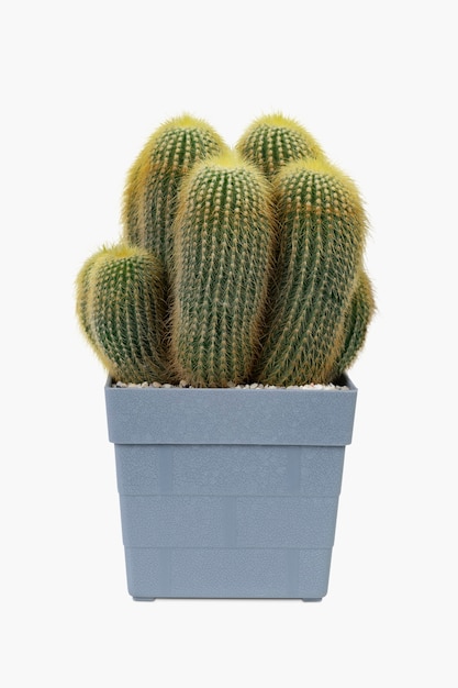 Maquette de cactus de sable de mer dans un pot