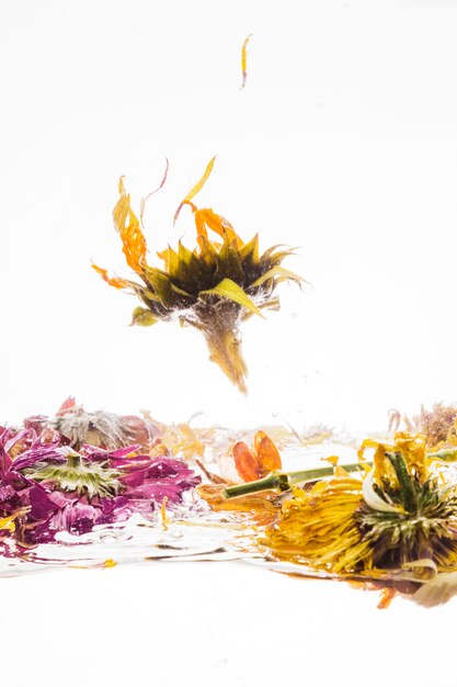 Marguerite jaune tombant dans l&#39;eau