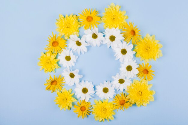 Marguerites fleurs en forme circulaire