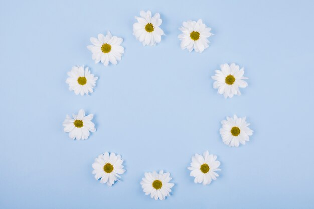 Marguerites fleurs en forme circulaire