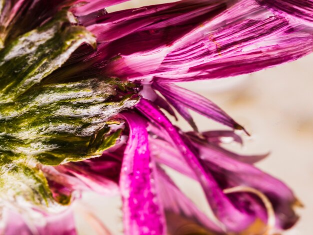 Marguerites humides se bouchent