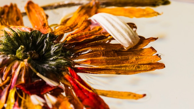 Marguerites humides se bouchent