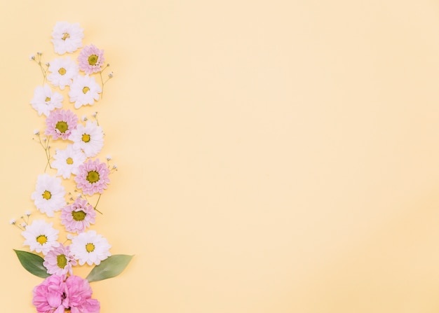 Marguerites et oeillet