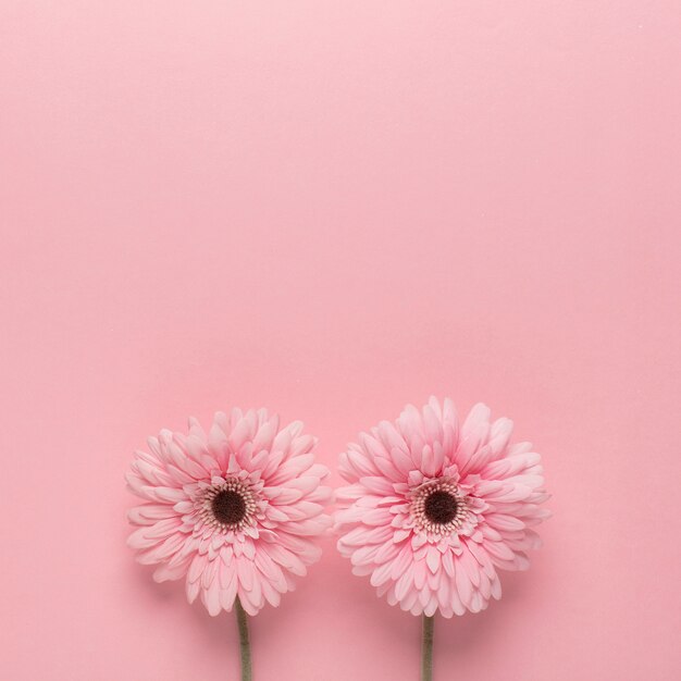 Marguerites roses sur rose