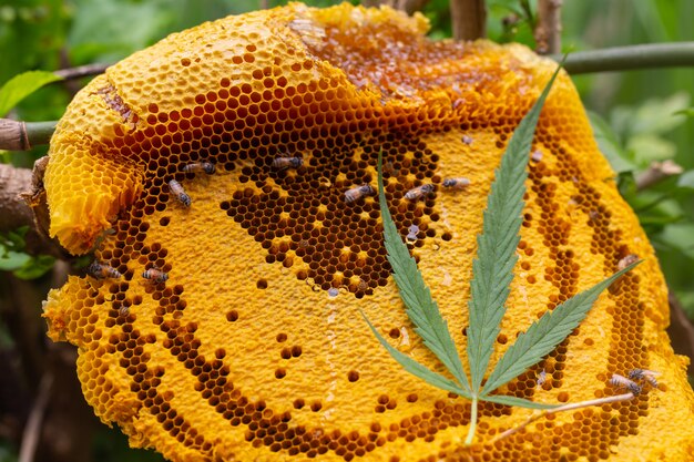 Marijuana et Honeycomb.