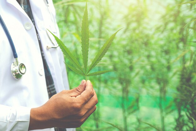 Marijuana médicale, concept alternatif de phytothérapie