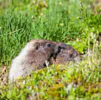 Photo gratuite marmotte