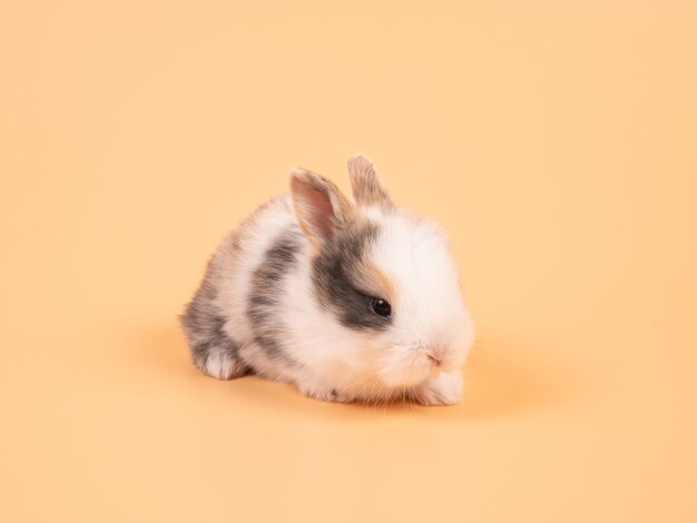 Brun Adorable Bebe Lapin Sur Fond Blanc Photo Premium