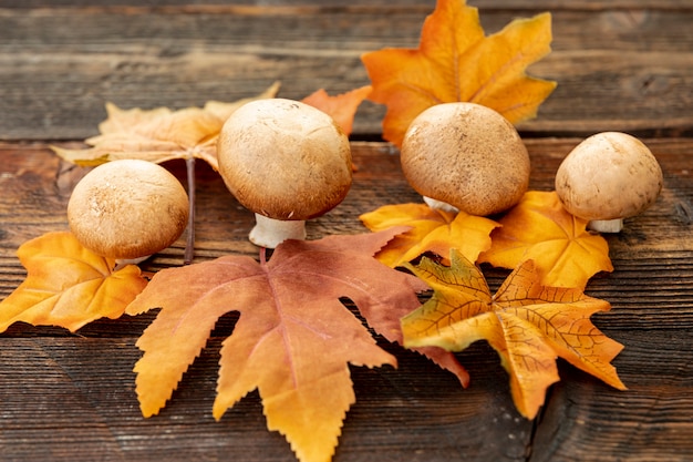 Mashrooms à angle élevé sur des feuilles jaunes