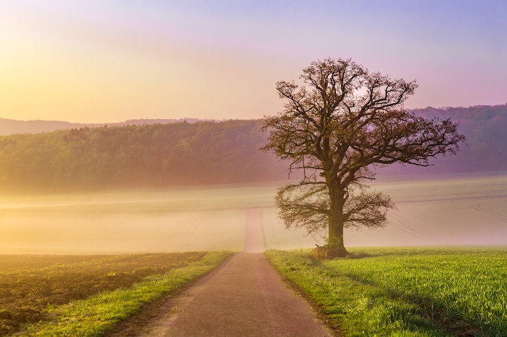Photo gratuit matin brumeux au début de l'été en allemagne