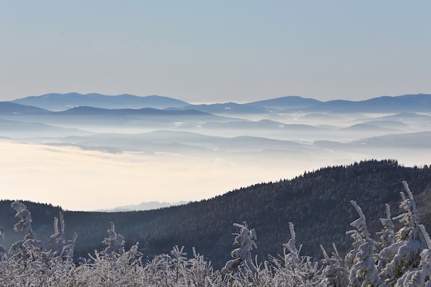 Matin froid dans la forêt d'hiver avec brouillard beau et brumeux paysage tchèque