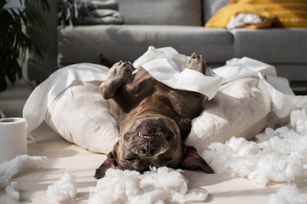 Mauvais chien qui fait du désordre