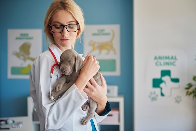 Médecin portant un petit chiot gris