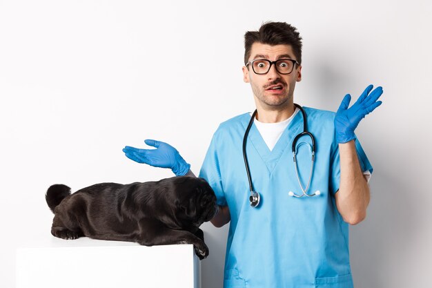 Médecin vétérinaire stagiaire en gommage haussant les épaules, confus comment examiner un chien, un carlin allongé sur une table, fond blanc.