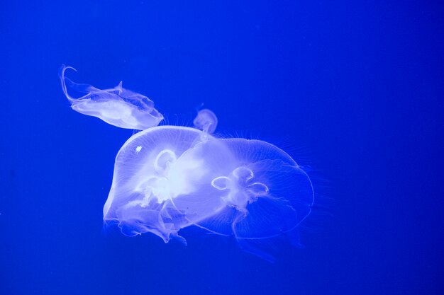 méduse dans l'aquarium