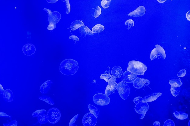 Photo gratuite méduse dans le réservoir d'eau