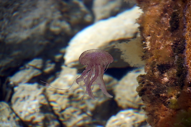 Photo gratuit méduse