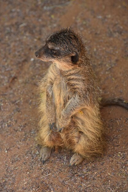 Meerkat gardant et debout sur ses pattes arrière.