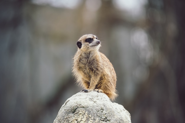 Photo gratuite meerkat sur une pierre.