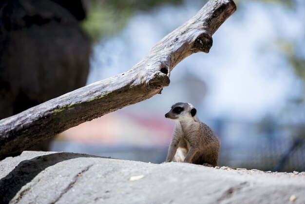 Meerkat sur un rocher