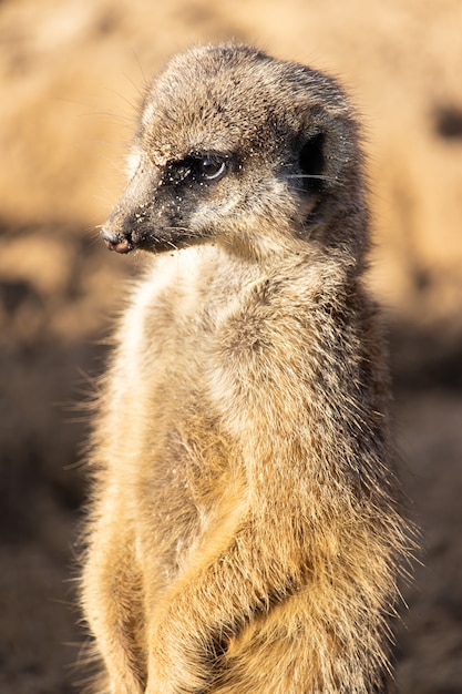 Meerkat vigilant dans le désert