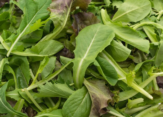 Mélange de salade avec rucola, frisee, radicchio et laitue d&#39;agneau