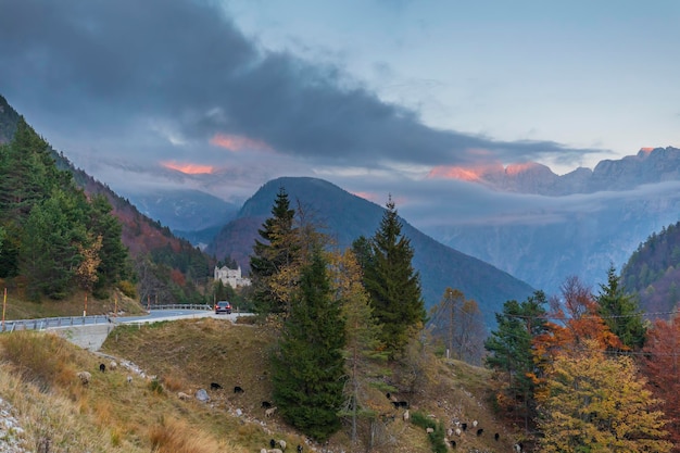 Mélèzes pittoresques dans le brouillard le long de la route près du col de mangart slovénie