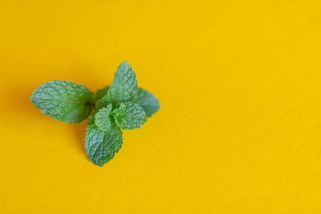 La menthe poivrée placée sur un fond jaune.