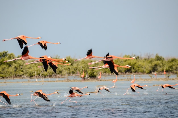 mer avec des mouettes volant au-dessus avec de la verdure sur le mur