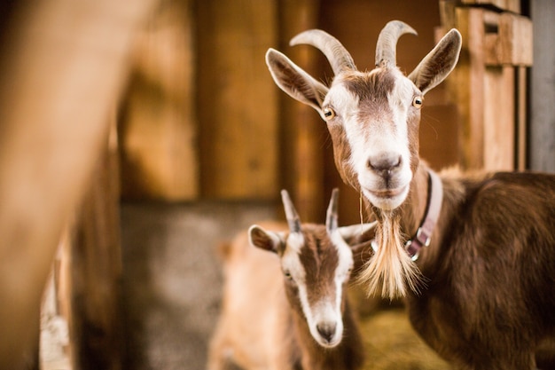 Photo gratuite mère et bébé chèvres marron et blanc à l'intérieur d'une grange