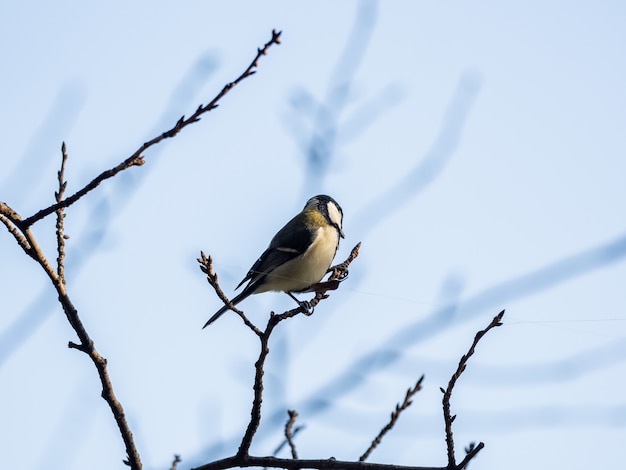 Mésange japonaise parus sur une branche