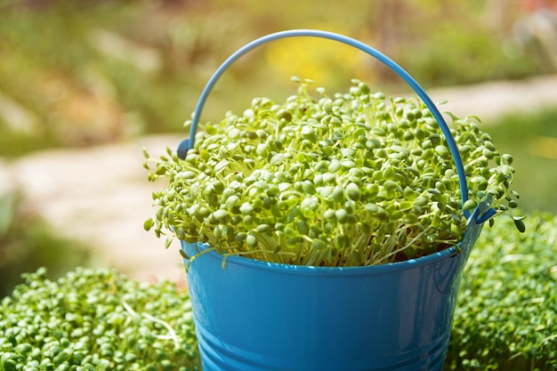 Micro verts. Gros plan de la croissance de la roquette germée.