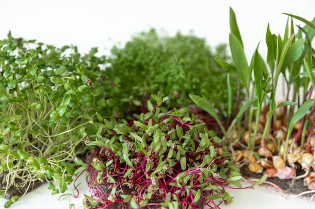 Photo gratuite microgreens avec graines et racines germination de microgreens