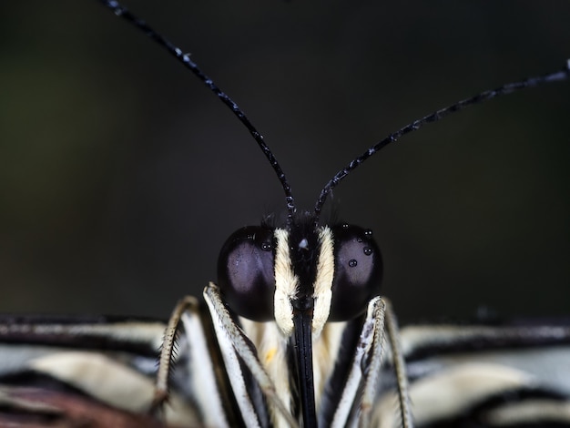 Microphotographie d'un insecte noir et blanc