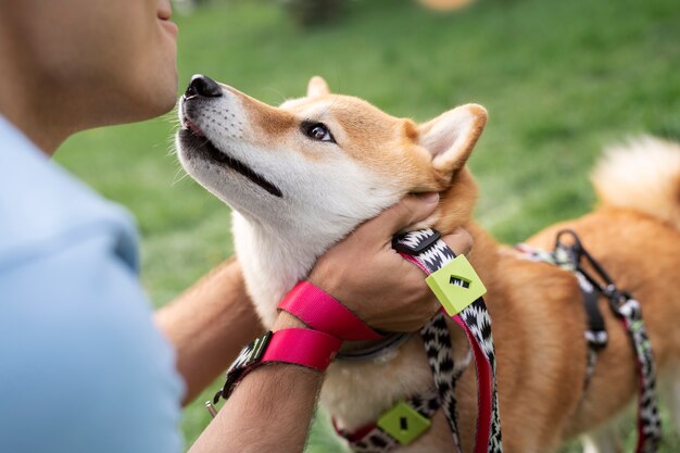 Mignon animal de compagnie shiba inu avec sa famille