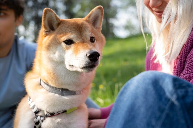 Mignon animal de compagnie shiba inu avec sa famille