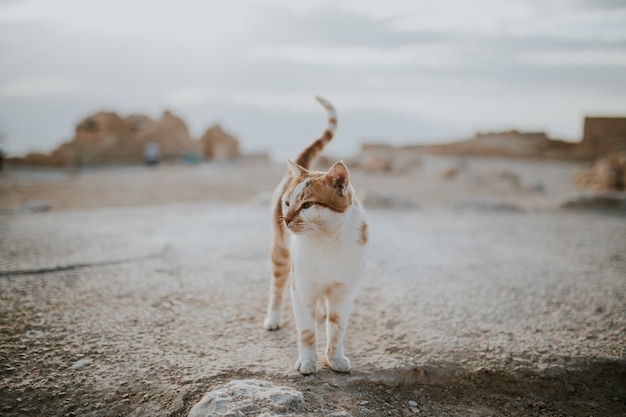 Mignon beau chat domestique sur une route dans un désert