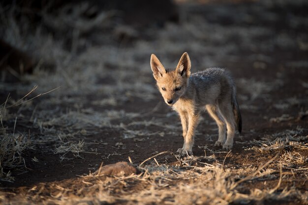 Mignon bébé chacal marchant seul dans un champ de brousse avec un arrière-plan flou