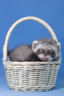 Images Furet Cute Animals Vecteurs Photos Et Psd Gratuits Images Furet Cute Animals Vecteurs Photos Et Psd Gratuits