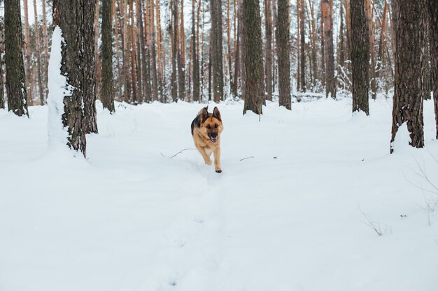 Mignon berger allemand dans la forêt de neige en hiver