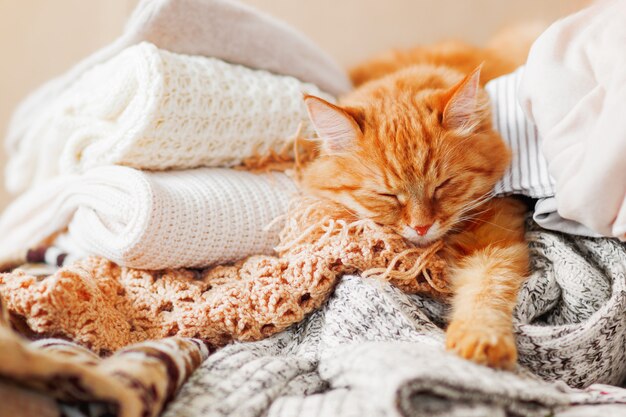 Un Mignon Chat Gingembre Dort Sur Un Tas De Vetements Tricotes Photo Premium
