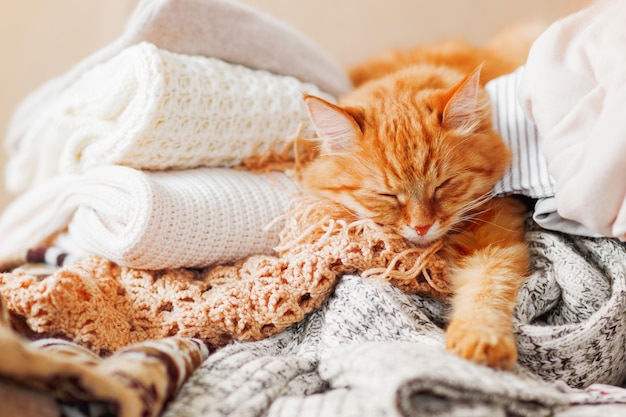 Un Mignon Chat Gingembre Dort Sur Un Tas De Vetements Tricotes Photo Premium Un Mignon Chat Gingembre Dort Sur Un Tas De Vetements Tricotes Photo Premium