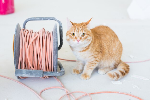 Chat Sur Le Mur Blanc Avec Une Fenetre Sur La Surface Photo Gratuite