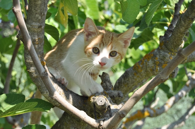 Photo gratuite mignon chaton aux yeux expressifs