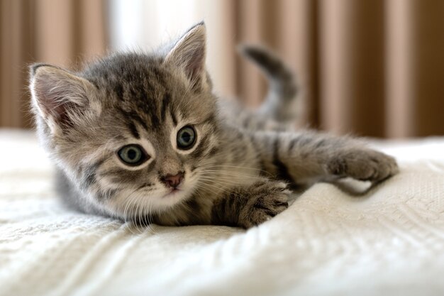 Chat Dans Le Panier Photo Gratuite Chat Dans Le Panier Photo Gratuite