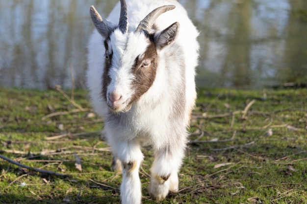 Mignon chèvre blanc et marron moelleux marchant vers la caméra