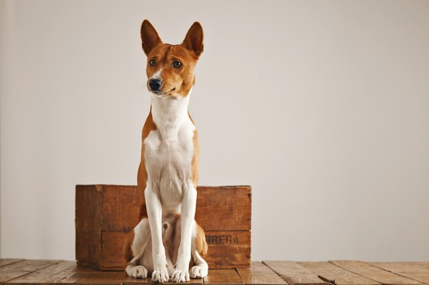 Mignon chien basenji marron et blanc assis à côté d'une petite boîte en bois vintage dans un studio aux murs blancs