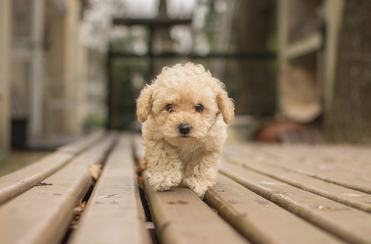 Photo gratuit mignon chien beige shih-poo maltipoo marchant sur une terrasse en bois