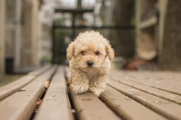 Mignon chien beige Shih-poo Maltipoo marchant sur une terrasse en bois