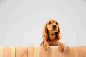 Photo gratuite mignon chien blanc-braun ludique ou animal de compagnie joue et a l'air heureux isolé sur blanc